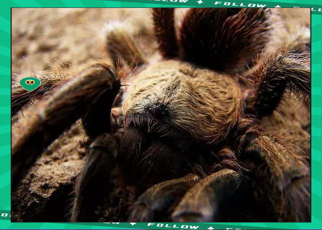 华体会体育- 世界足球莱万多夫斯基 